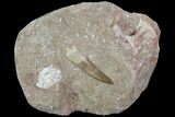 Fossil Plesiosaur (Zarafasaura) Tooth In Rock - Morocco #102086-1
